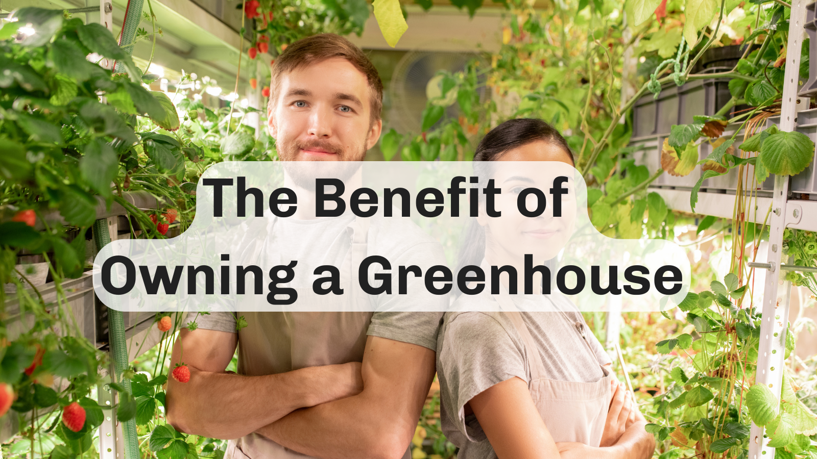 The Benefits of Owning a Greenhouse: Why Every Gardener Should Consider One