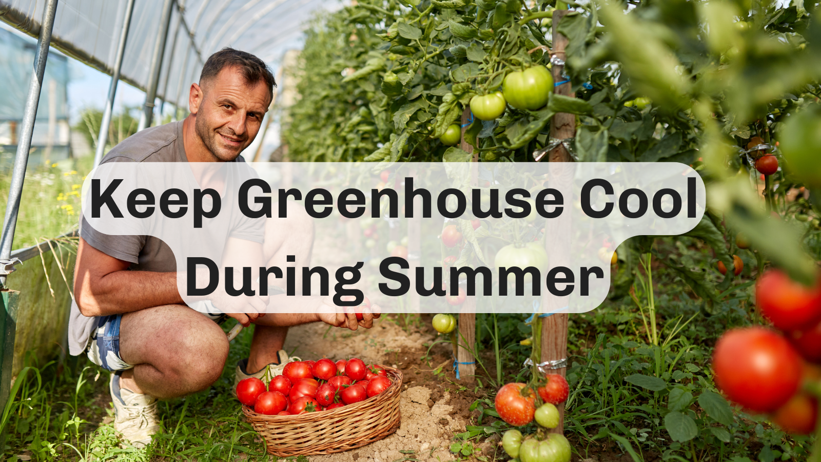 Tips on how to keep your greenhouse cool during summer