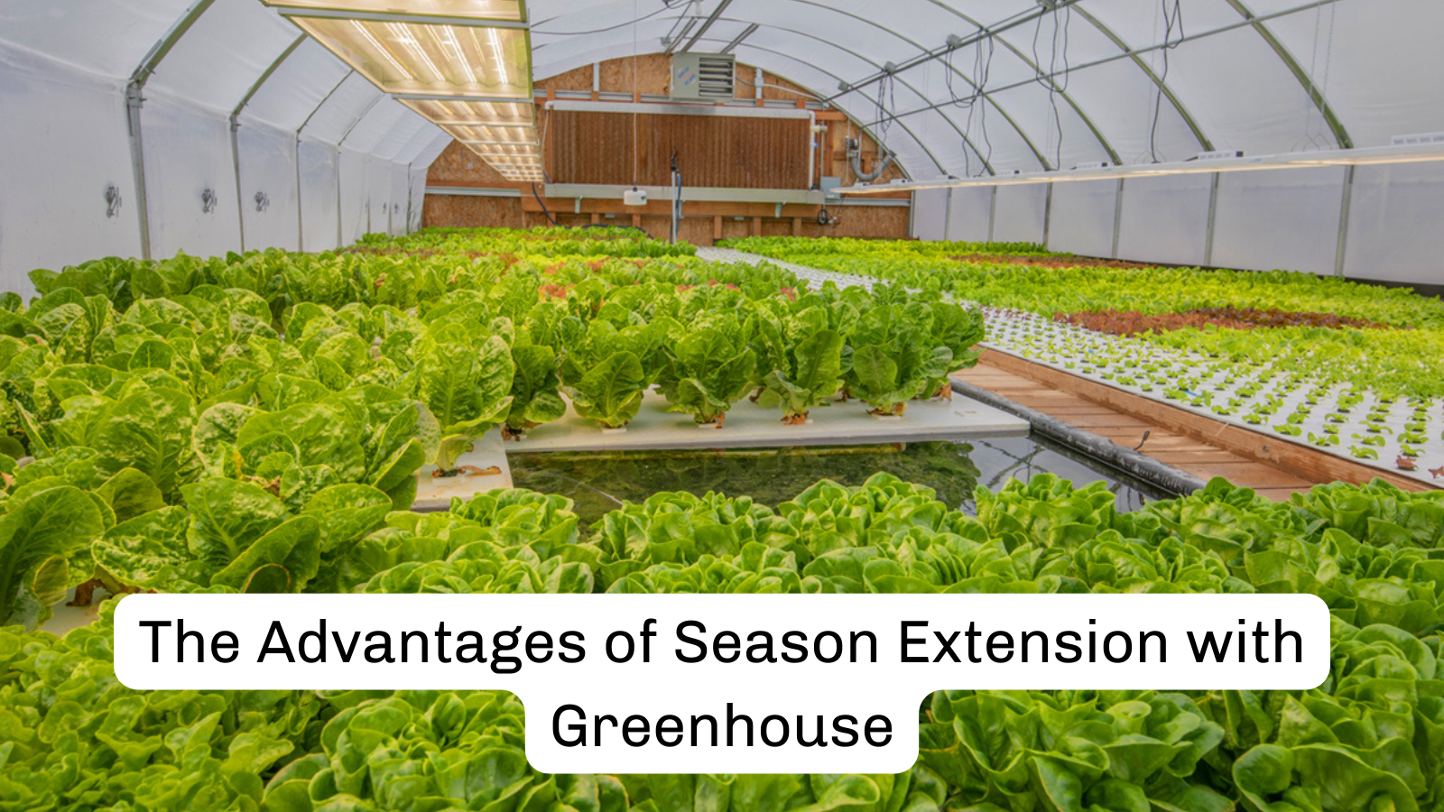 The Advantages of Season Extension with Greenhouse-Growing Your Own Food Year-Round