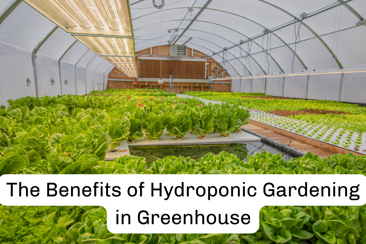 The Benefits of Hydroponic Gardening in Greenhouse
