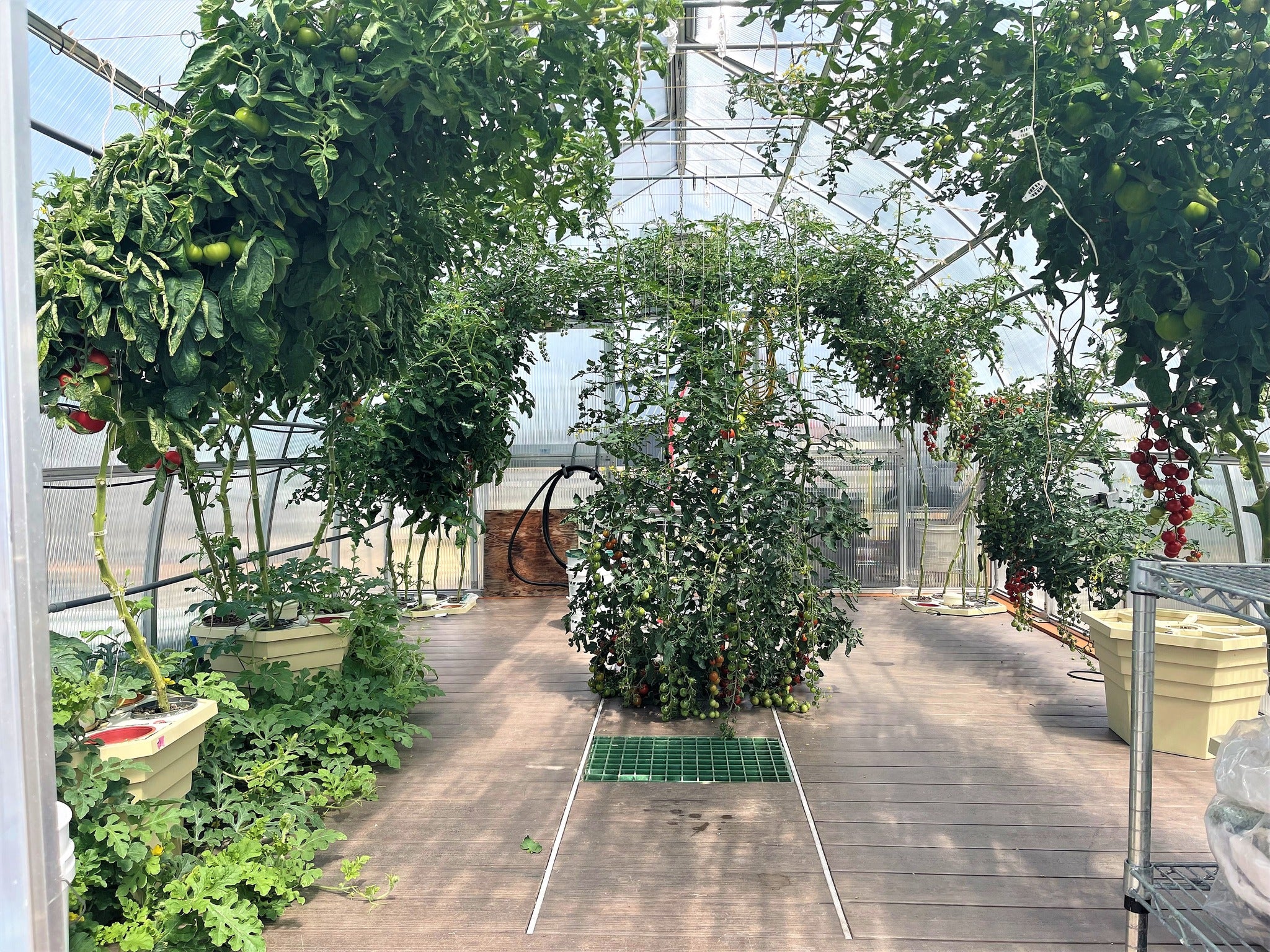 RIGA XL 9™ 14X9X30.ft Greenhouse
