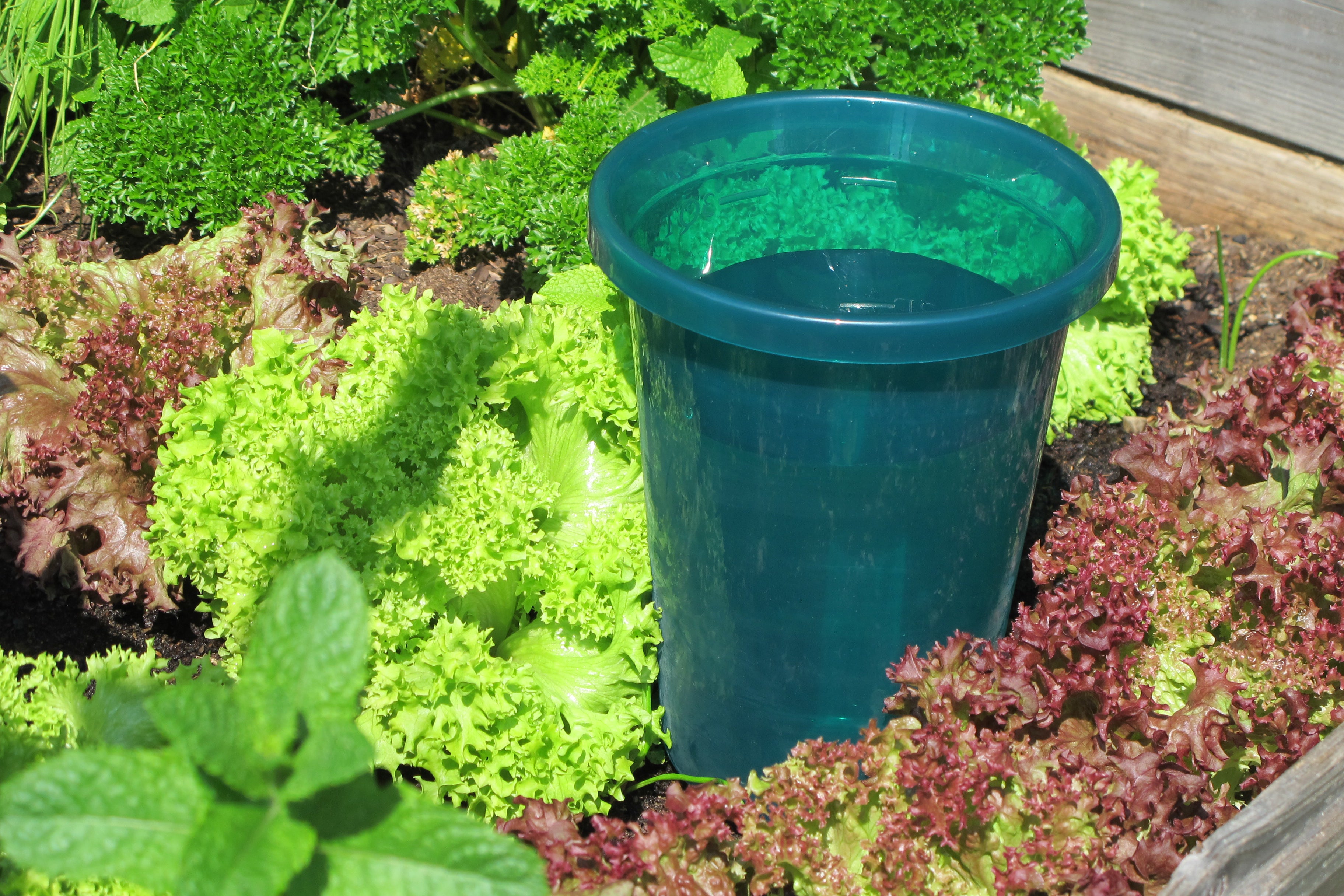Hydro Cup Self Watering Spikes