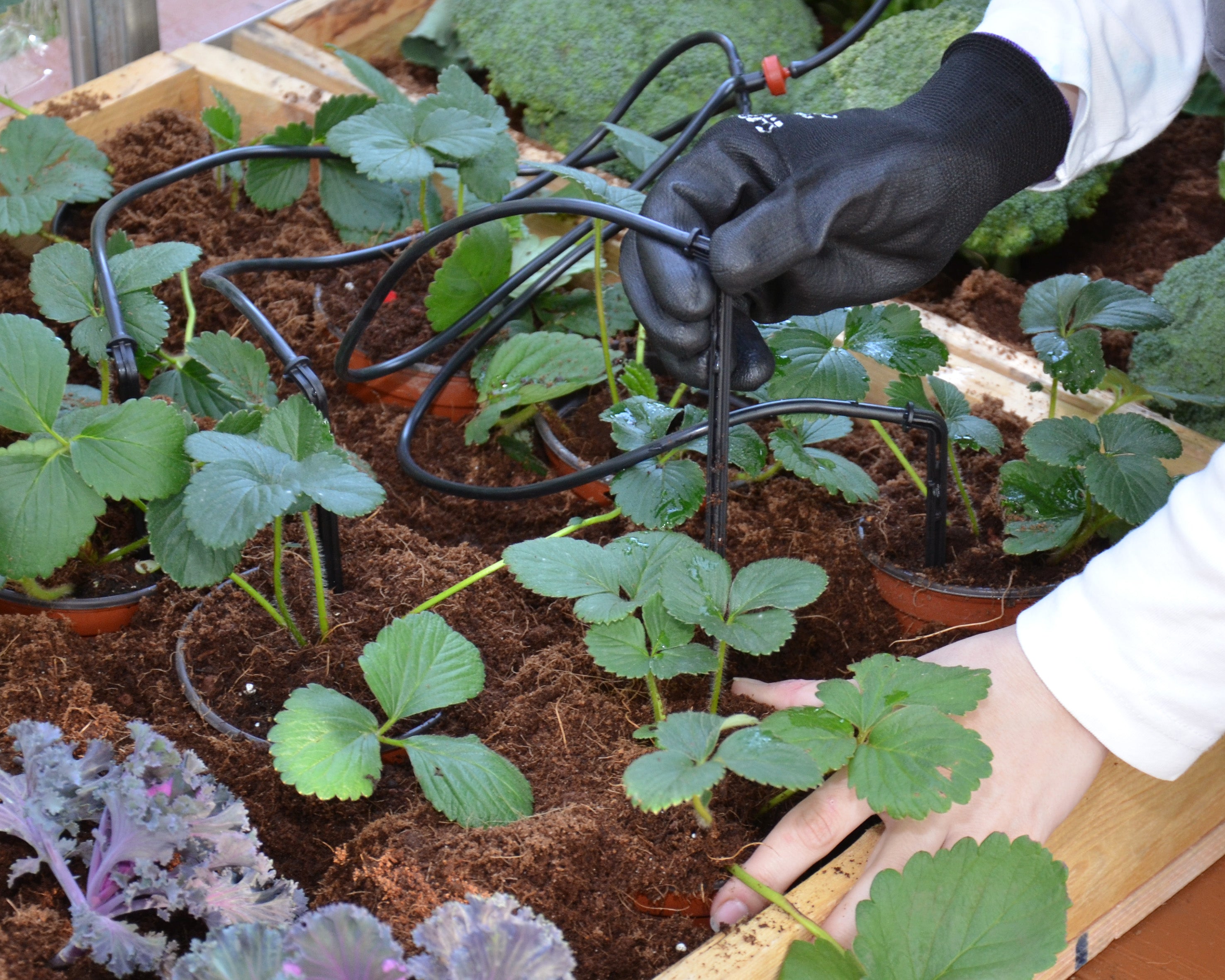 Canopia Greenhouse Accessories Bundle