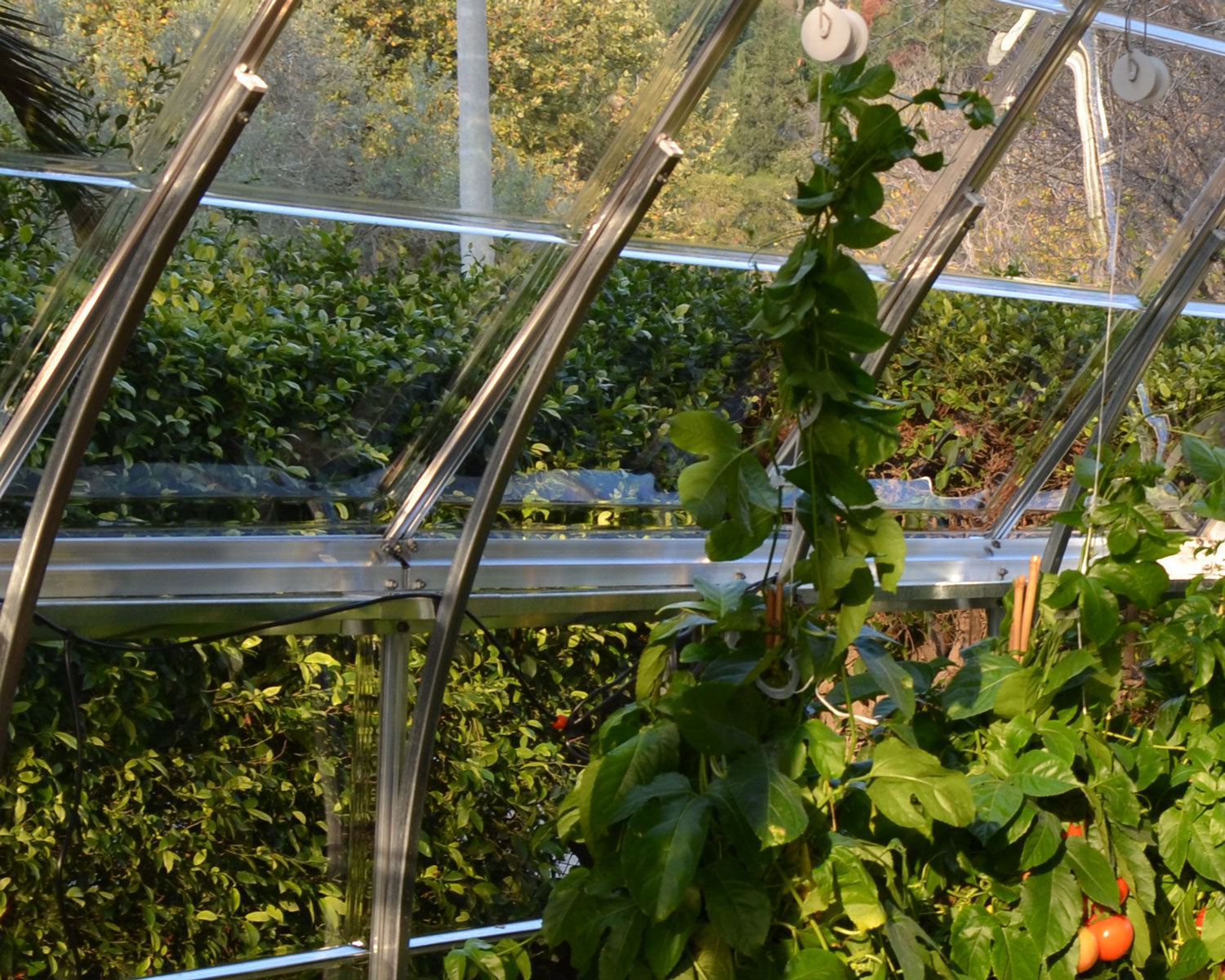 Americana Greenhouse - Americana™ 12x8x12.ft Clear Wall Chalet Greenhouse