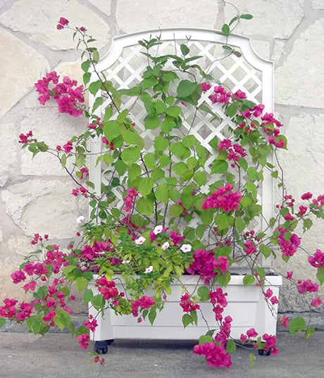 Garden Planter - Calypso™ Planter With Trellis And Water Reservoir