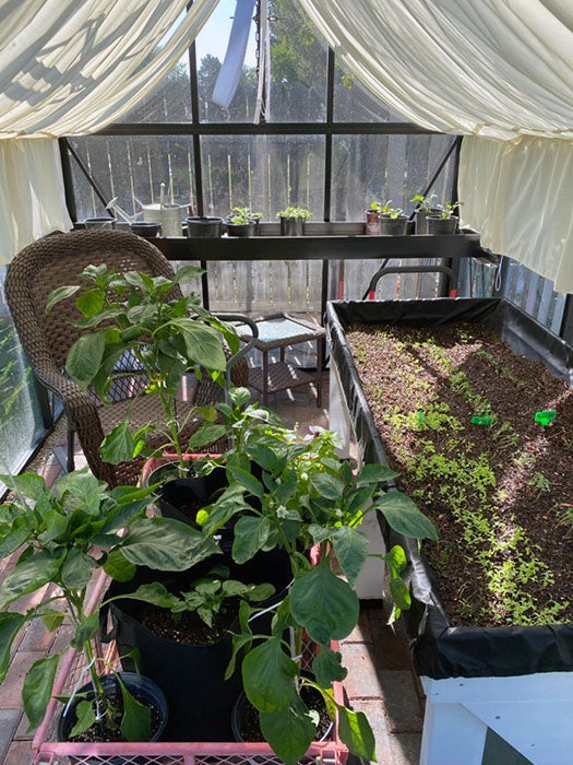 Jr Victorian Greenhouse - Jr Victorian™ 8X8X12.ft VIC 24 Glass Greenhouse