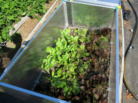 Juwel Cold Frame - BioStar 1500 Premium Cold-Frame/Mini Greenhouse