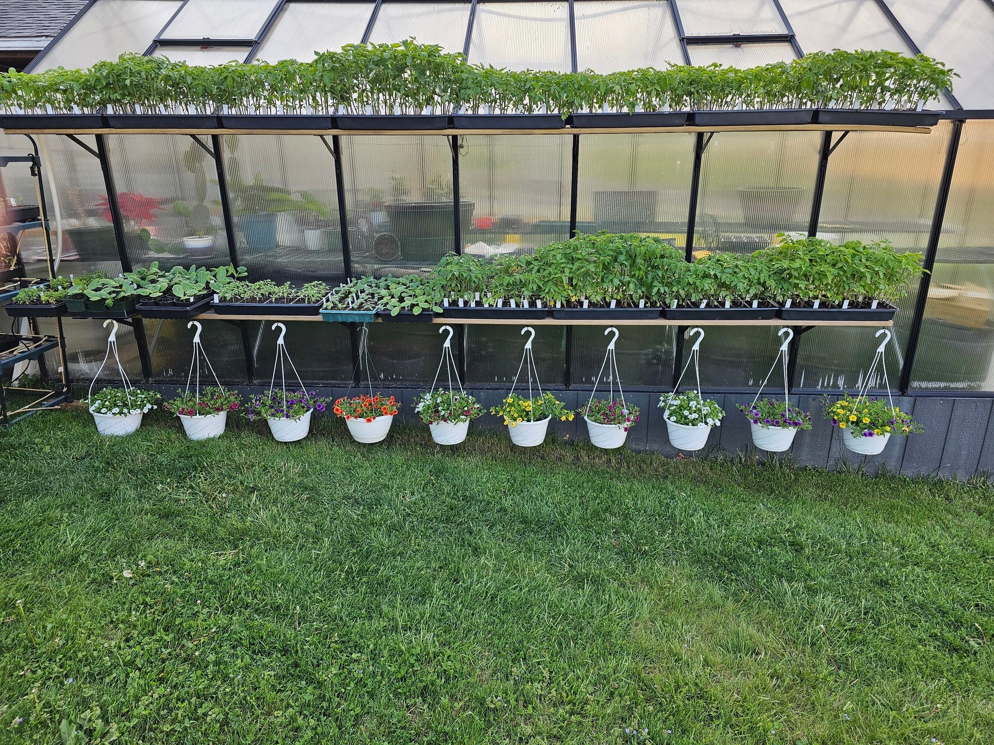 Monticello Greenhouse - [Exclusive] MONT™  8x8x20.ft Greenhouse DTG Edition