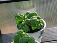 Winter Gardenz Heavy Duty 6x7x8 Greenhouse Kit