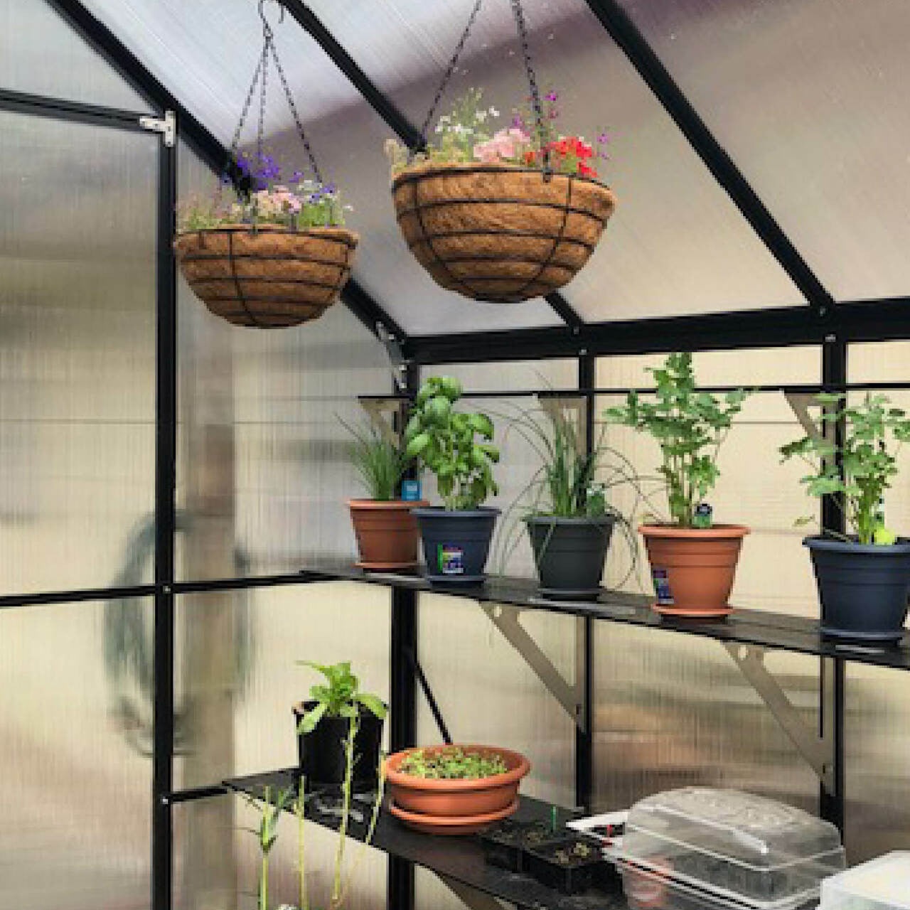 Winter Gardenz Greenhouse - Winter Gardenz™ 6x7x10 Super Duty Black Greenhouse