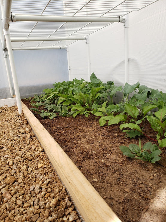 Gardener's Oasis™ 8x8x8.ft Heat Efficient Greenhouse - Dive To Garden
