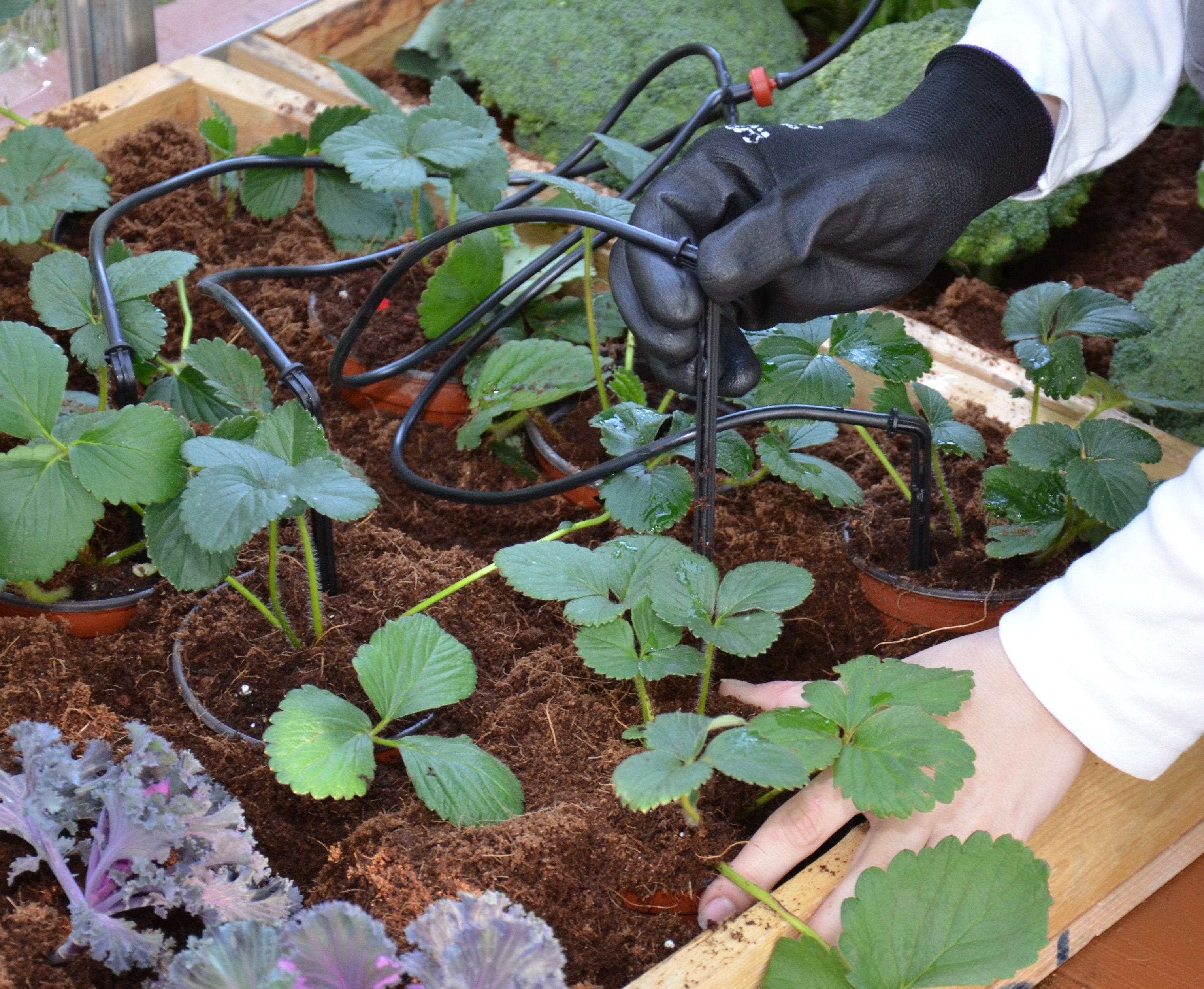 Palram-Canopia® Drip Irrigation Kit - Dive To Garden