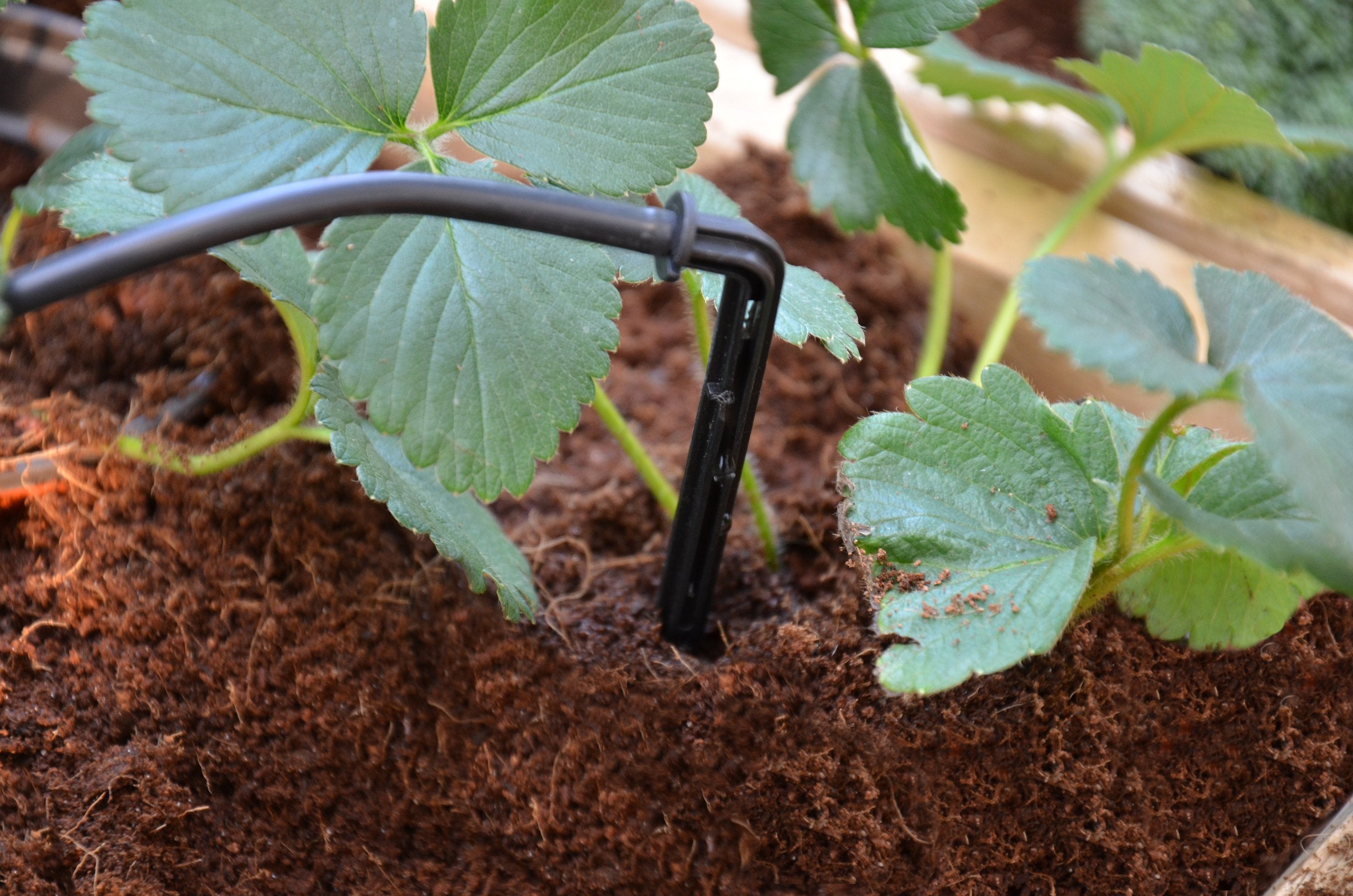 Palram-Canopia® Drip Irrigation Kit - Dive To Garden