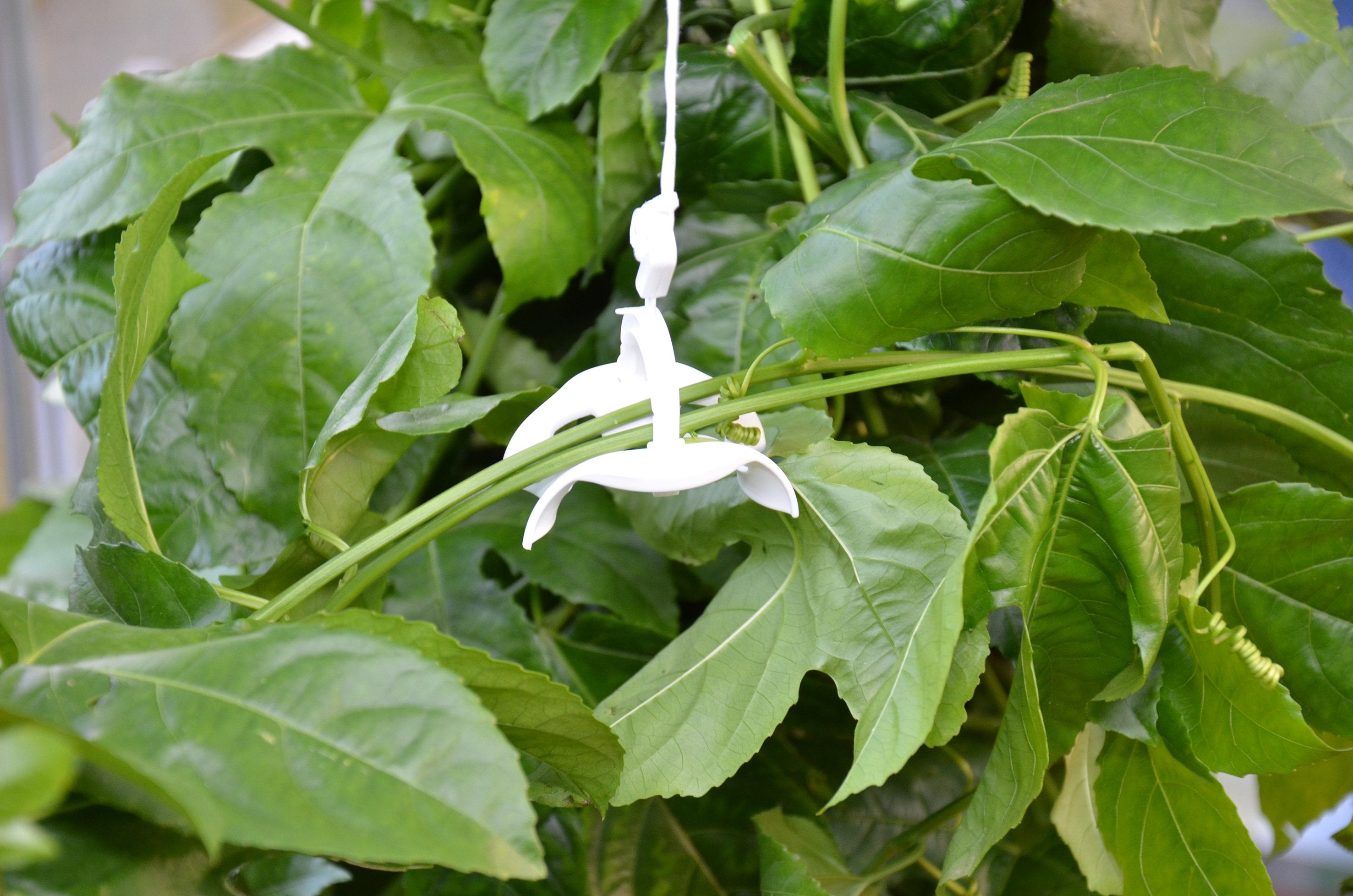 Trellising Kit Pro for Palram-Canopia® Greenhouses - Dive To Garden