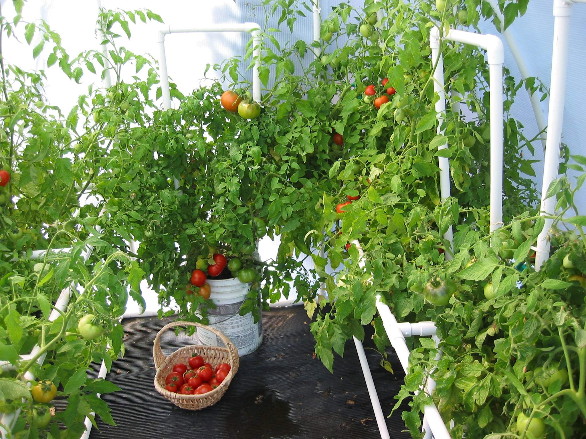 Gardener's Oasis™ 8x8x8.ft Heat Efficient Greenhouse - Dive To Garden
