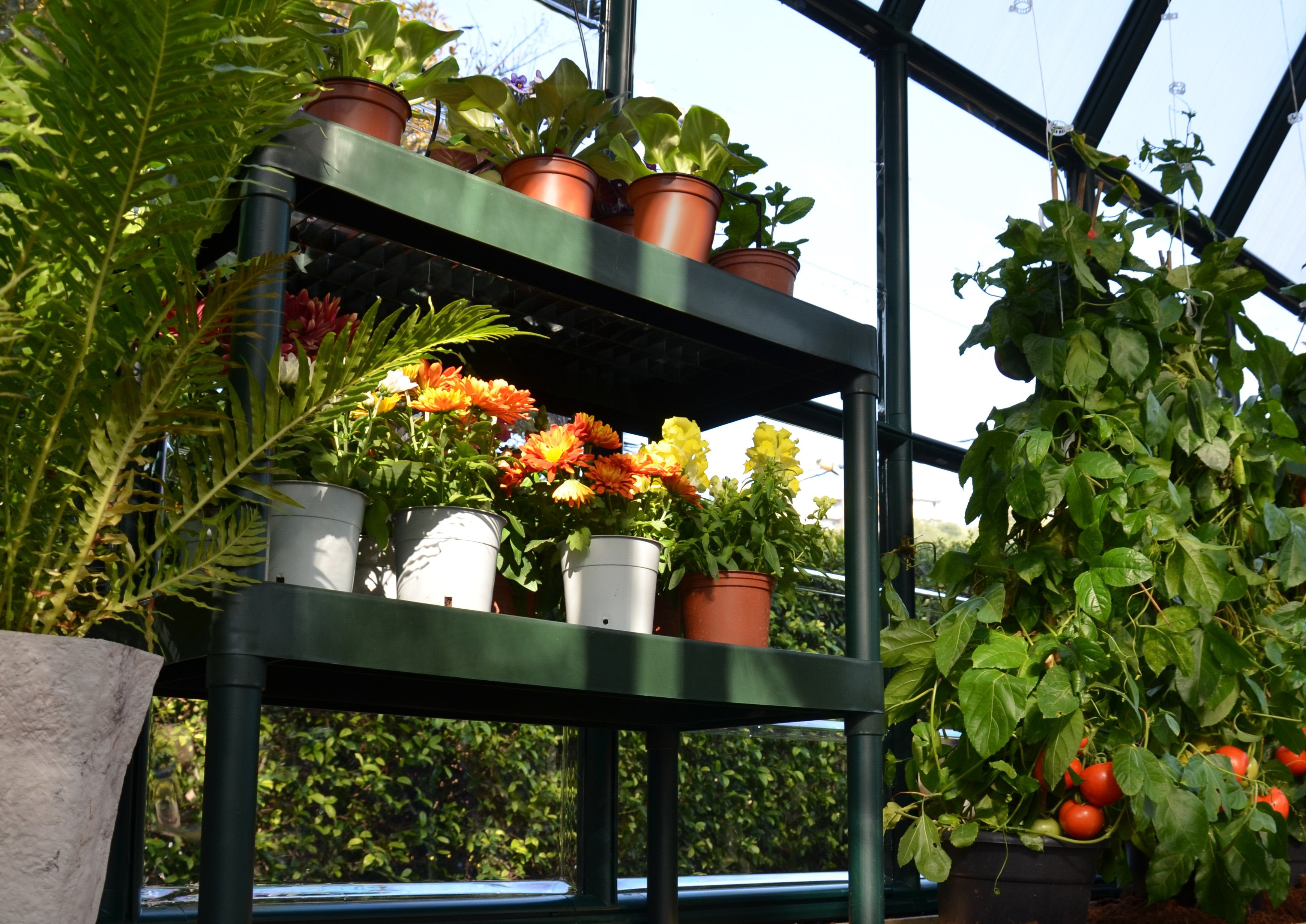 Prestige 2™ 8x8x12.ft Resin Greenhouse Package - Dive To Garden