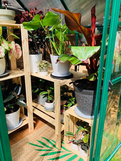 Hybrid™ 6x7x4.ft Clear Wall Greenhouse - Dive To Garden