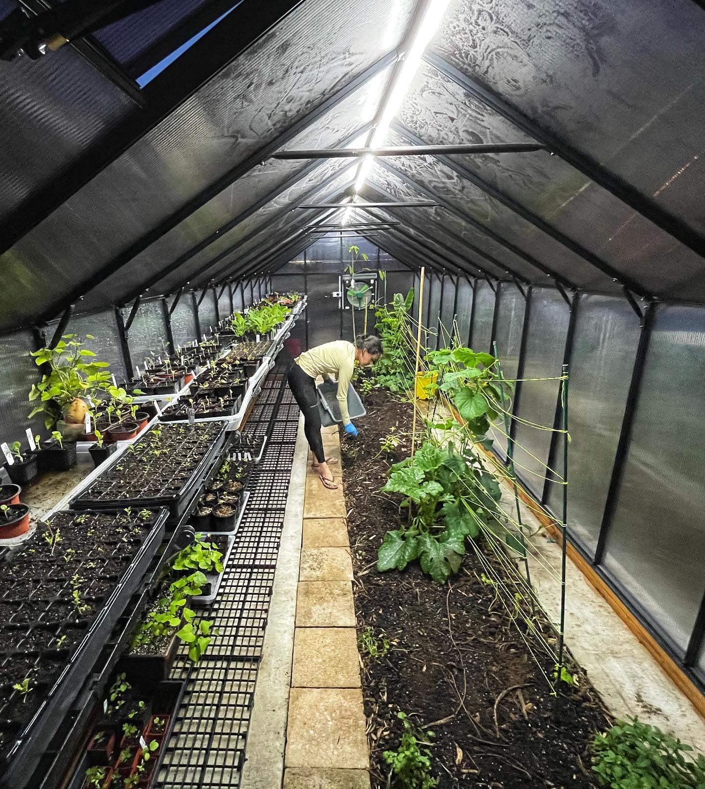 MONT™ 8x8x24.ft Large Entrance Greenhouse - Dive To Garden