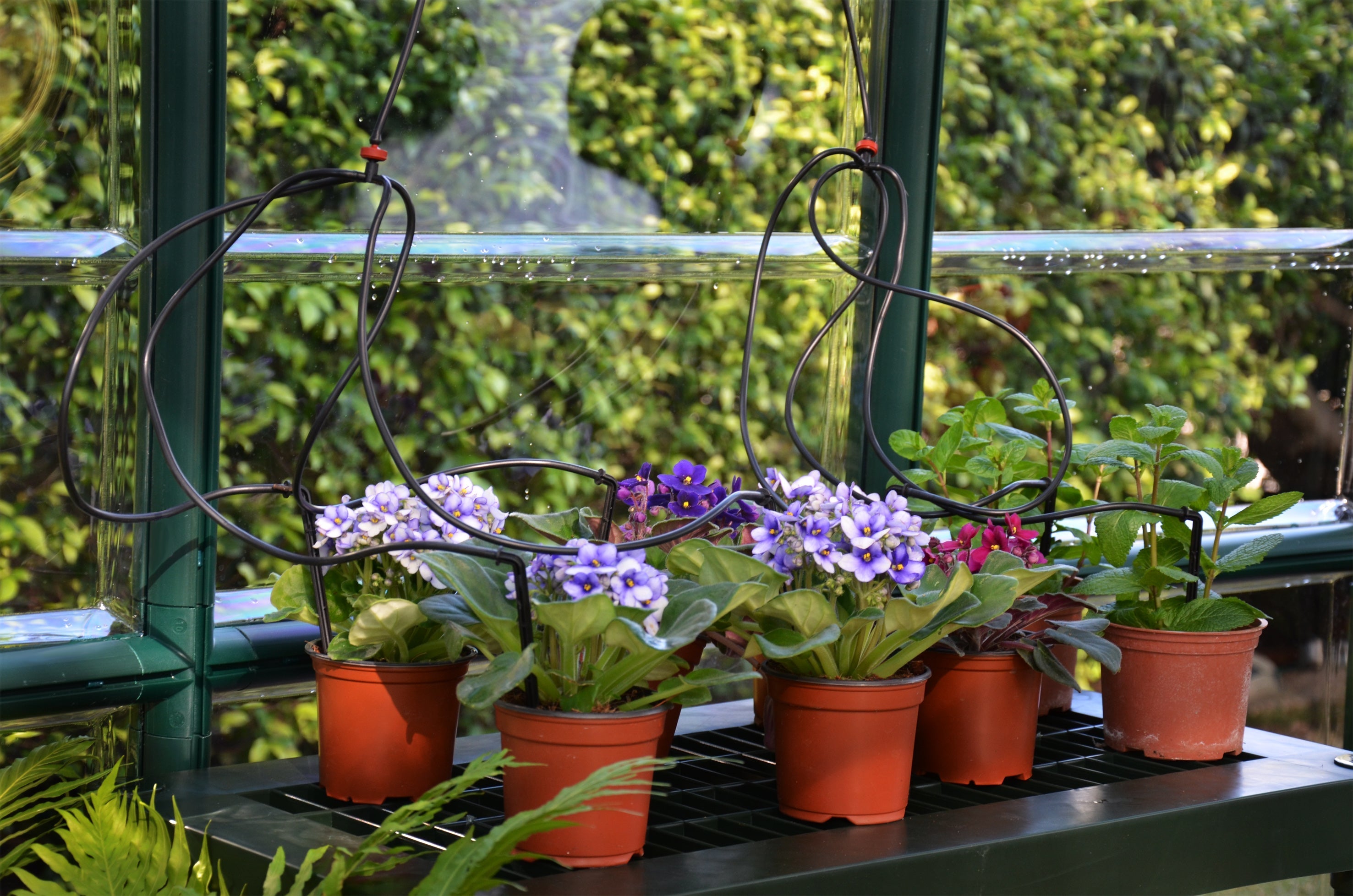 Prestige 2™ 8x8x8.ft Resin Greenhouse Package - Dive To Garden