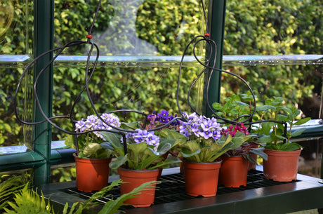 Prestige 2™ 8x8x8.ft Resin Greenhouse Package - Dive To Garden