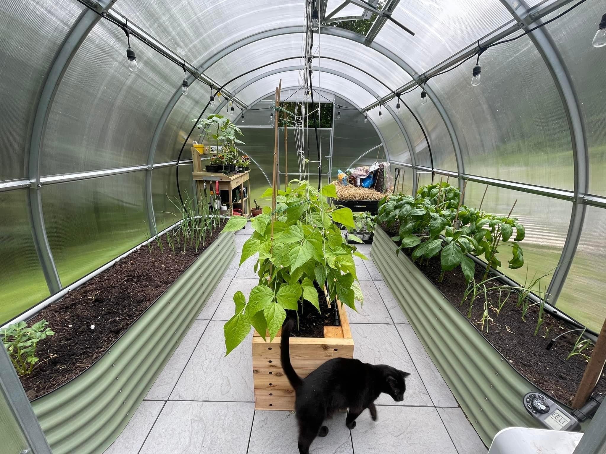 Sigma 32™ 10x7x32.ft Greenhouse - Dive To Garden